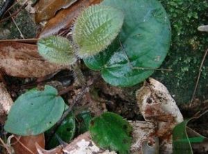 西疇酸腳桿 西疇酸腳桿