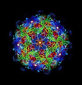 口蹄疫疫苗 口蹄疫疫苗