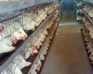 肉雞養殖 肉雞養殖