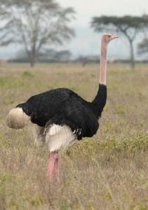 非洲鴕鳥指名亞種 非洲鴕鳥指名亞種