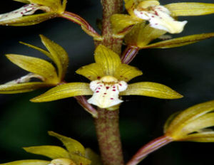 短梗山蘭 短梗山蘭