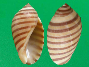 花橄欖螺