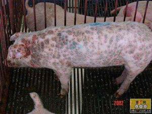 豬圓環病毒1型 豬圓環病毒1型