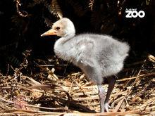 澳洲鶴Brolga每年產一窩，兩枚卵。