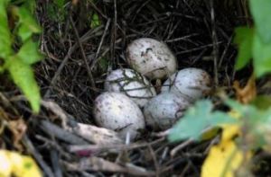 河南大學生掏鳥案 河南大學生掏鳥案