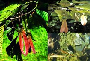 盈江龍腦香 盈江龍腦香