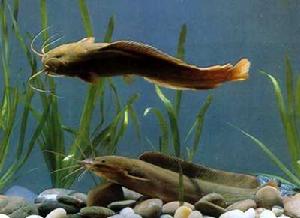 泰國鬍子鯰 泰國鬍子鯰