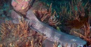 長鬚鯊屬 長鬚鯊屬