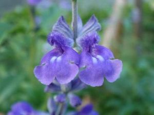 粉萼鼠尾草 粉萼鼠尾草