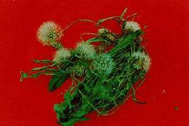 小蒲公英 小蒲公英