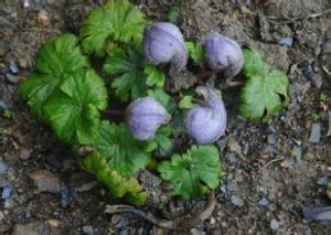 淺裂翠雀花 淺裂翠雀花