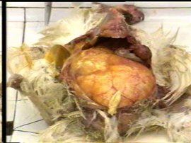 大腸桿菌病 大腸桿菌病