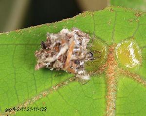 竹縱斑蚜 竹縱斑蚜