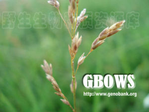 細葉早熟禾 細葉早熟禾