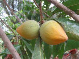 蛋黃果屬 蛋黃果屬