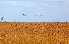 沿海灘涂珍禽國家級自然保護區丹頂鶴