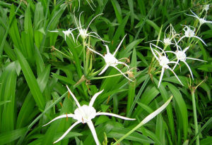 棒距無柱蘭 棒距無柱蘭