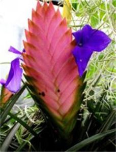 紫鳳梨屬 紫鳳梨屬