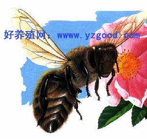 （圖）義大利蜜蜂
