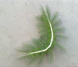 生物擬態 生物擬態