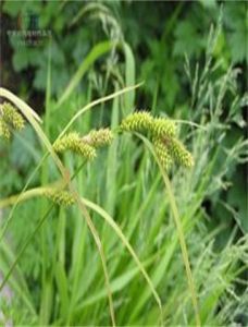 天峨槭(原亞種) 天峨槭(原亞種)