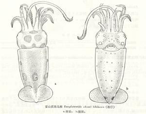 富山武裝烏賊 富山武裝烏賊