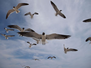 海鷗理論 海鷗理論