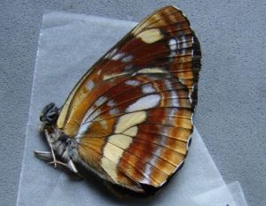 雲南環蛺蝶 雲南環蛺蝶