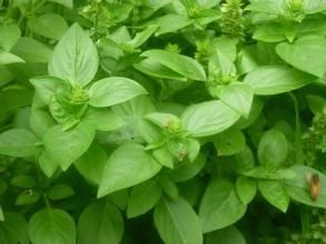 多蕊高河菜 多蕊高河菜