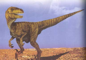 法布爾龍科 法布爾龍科