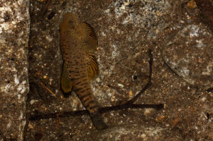 方氏品唇鰍 方氏品唇鰍