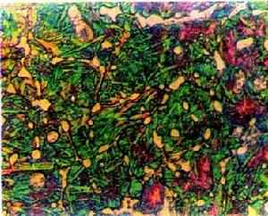 光學金相顯微術