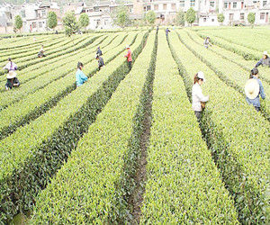 綠色農業 綠色農業