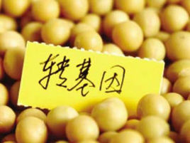 轉基因農產品 轉基因農產品