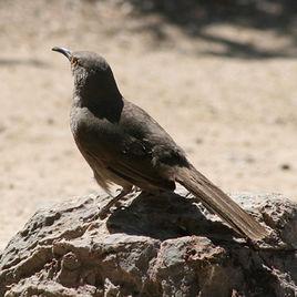 楊氏彎齒鳥 楊氏彎齒鳥