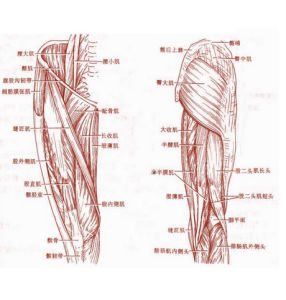 臀肌筋膜攣縮症