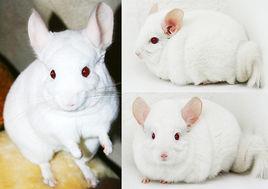 紅眼白龍貓 紅眼白龍貓