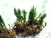 東亞蟲葉苔 東亞蟲葉苔