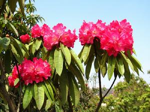 毛柱馬纓花 毛柱馬纓花