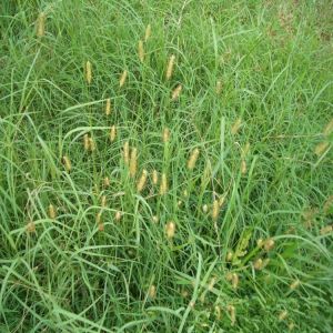 畫眉草狀早熟禾 畫眉草狀早熟禾