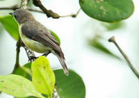 扇尾噪刺鶯 扇尾噪刺鶯