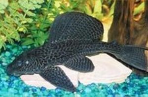 琵琶鼠魚 琵琶鼠魚