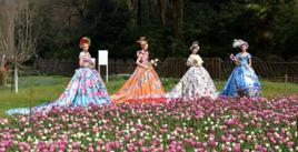 武漢植物園鬱金香花展暨鬱金香文化節 武漢植物園鬱金香花展暨鬱金香文化節