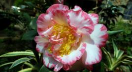 白衣大皇冠 白衣大皇冠