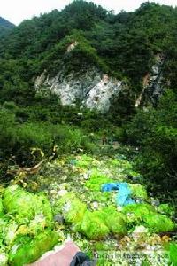 （圖） 車上裝載的大白菜散落在山間 