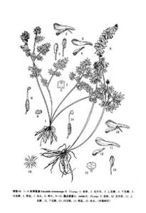 露點紫堇 露點紫堇