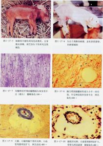 病畜，以及病變結構顯微顯示