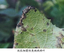 絲瓜細菌性角斑病 絲瓜細菌性角斑病