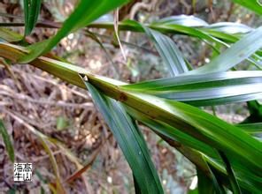 香港珍珠茅 香港珍珠茅