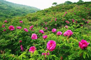 妙峰山玫瑰